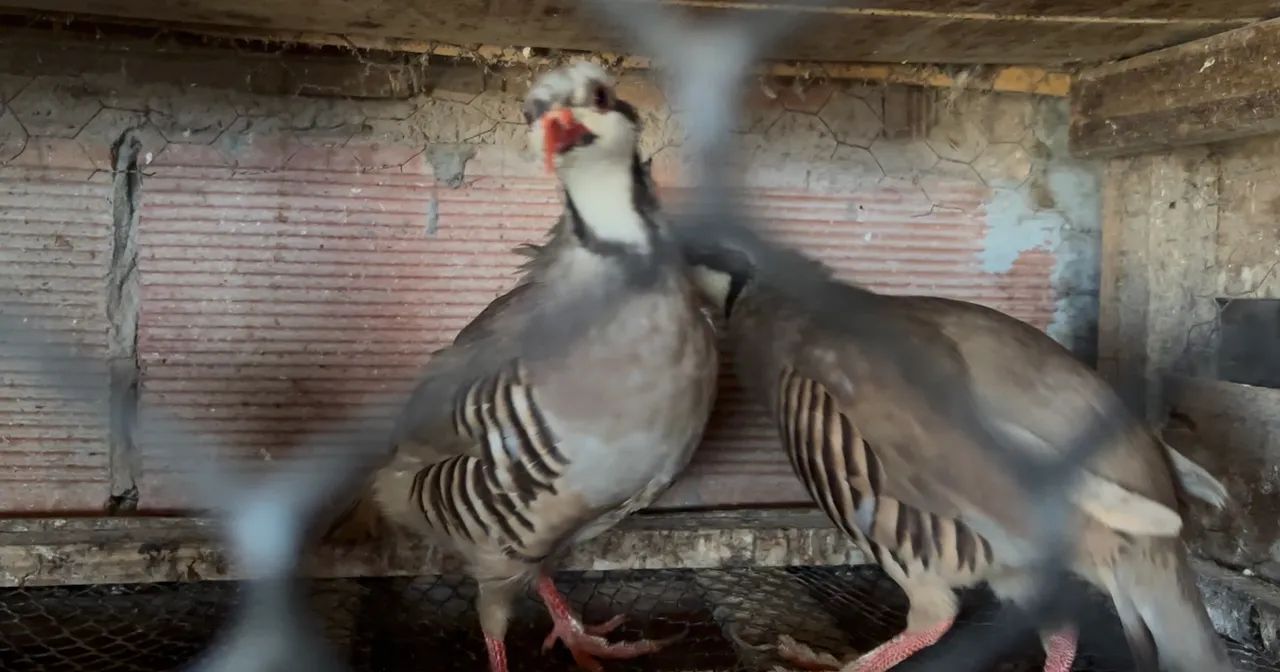 Perdiz chukar 