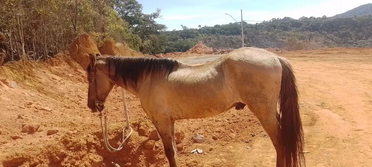 Cavalos - Foto 5