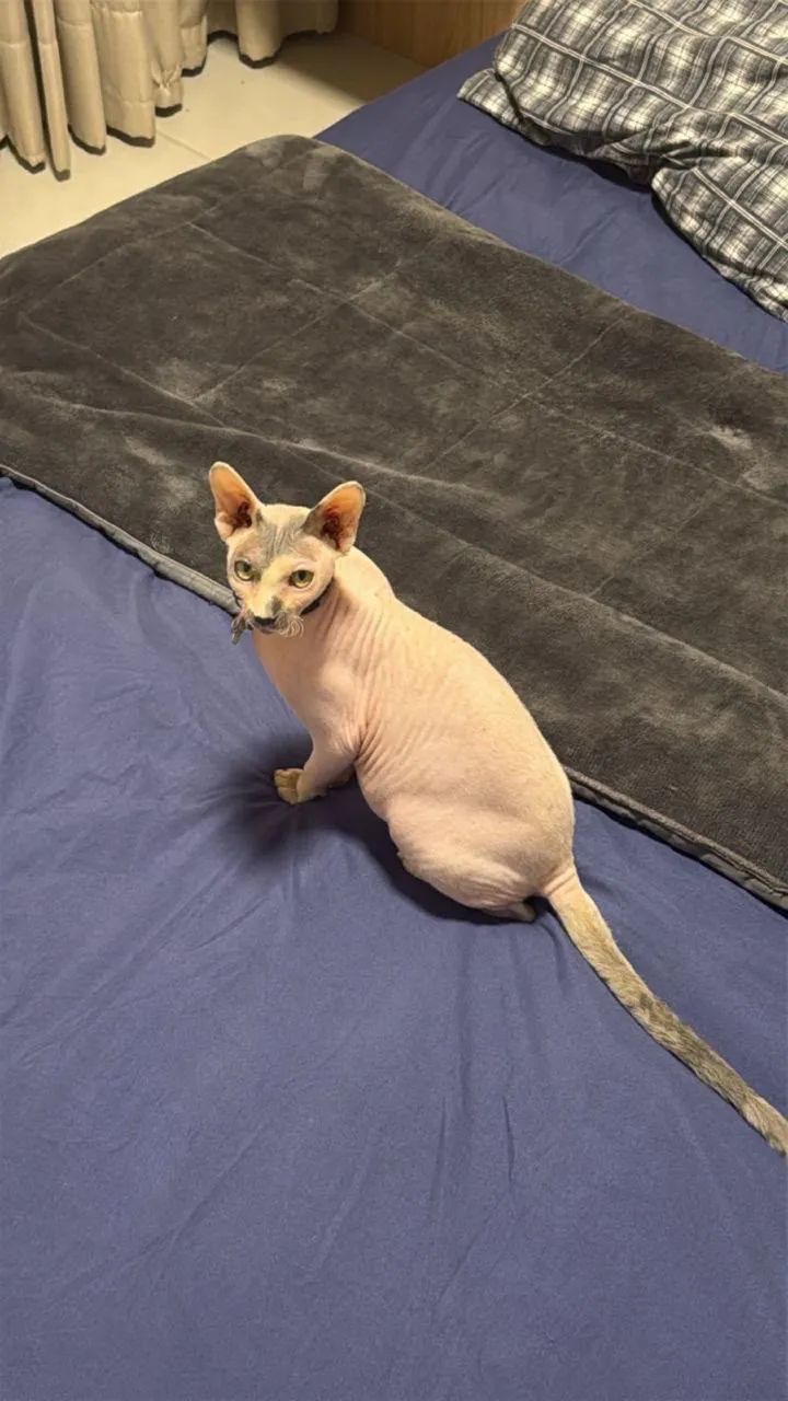 Gato Sphynx