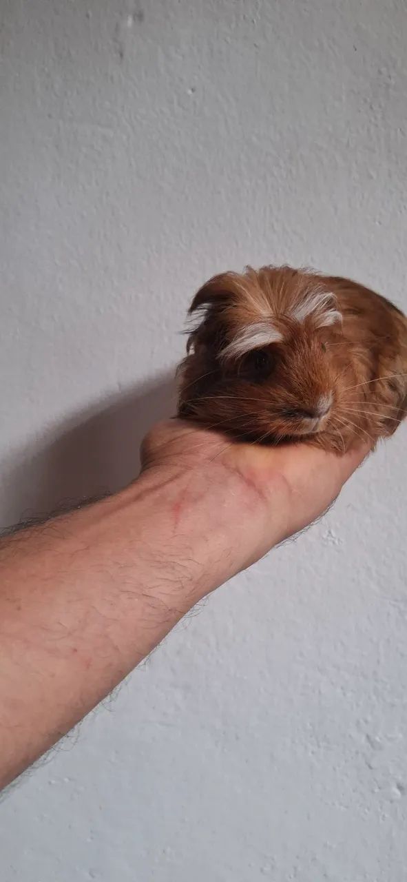 Cobaya65203908005251120