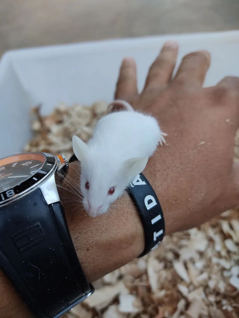 Camundongos  - Foto 3