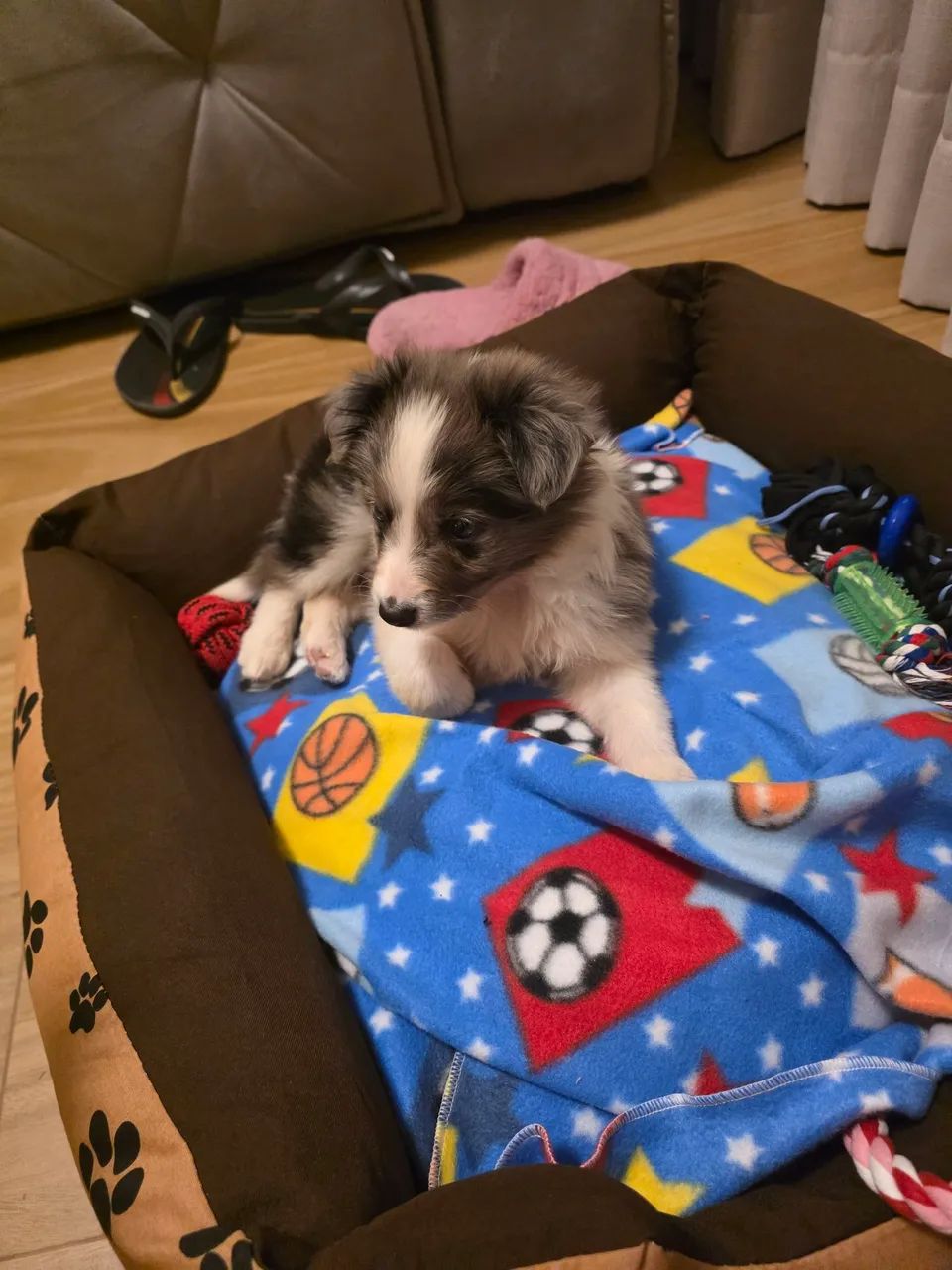 Filhote de boder collie  - Foto 5