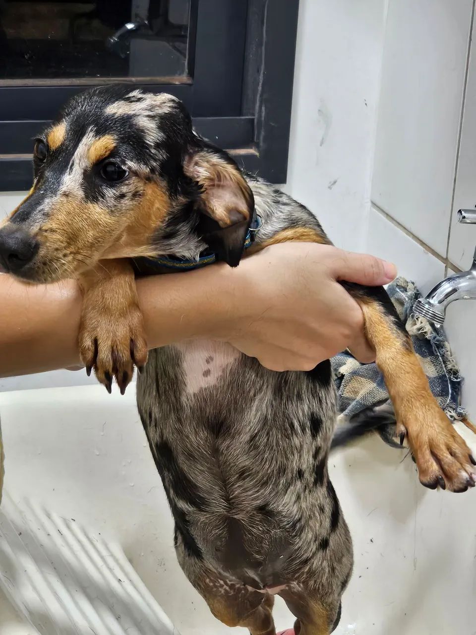 Doação de filhote de Dachshund Arlequim - Foto 6