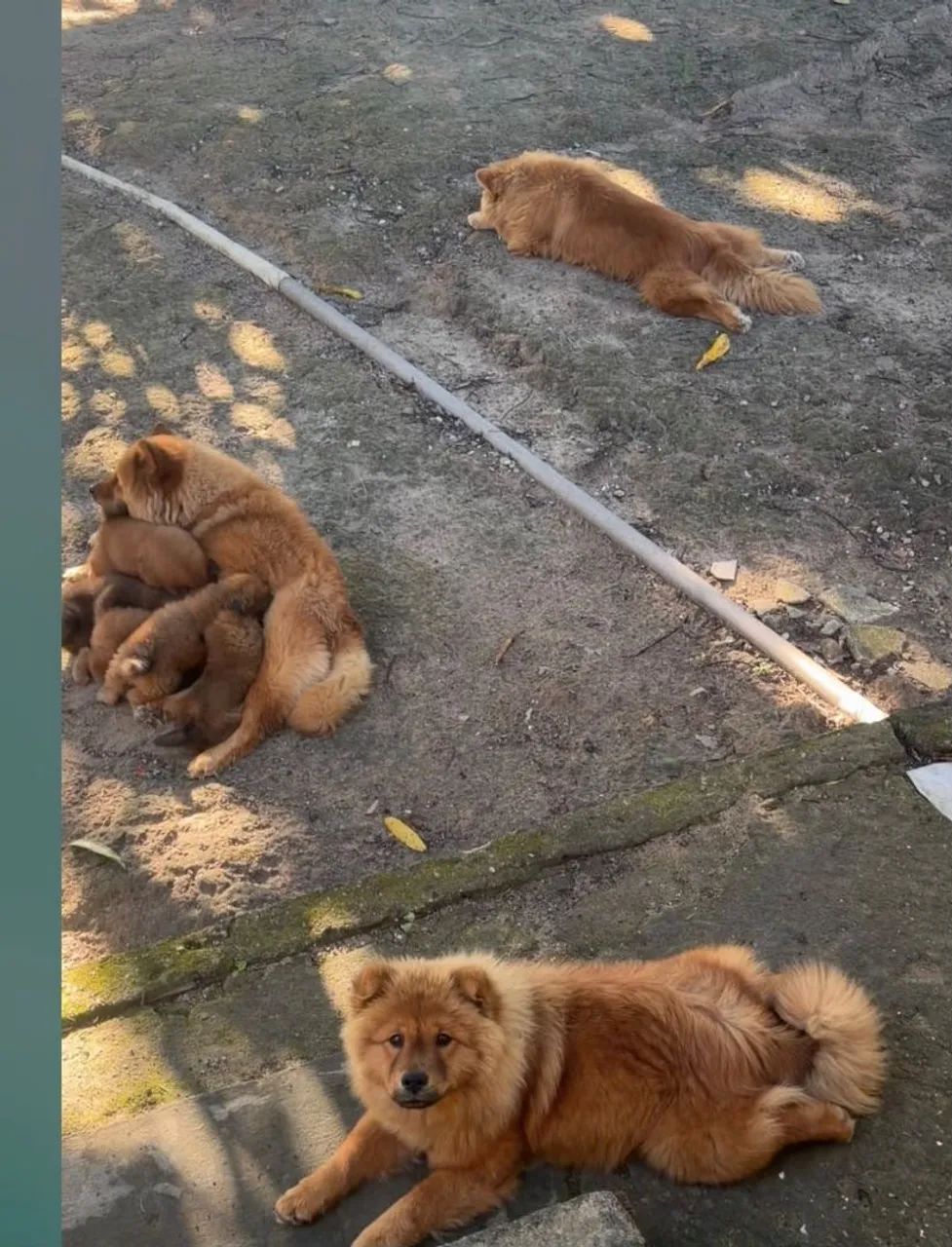 Filhotes de chow chow - Foto 3