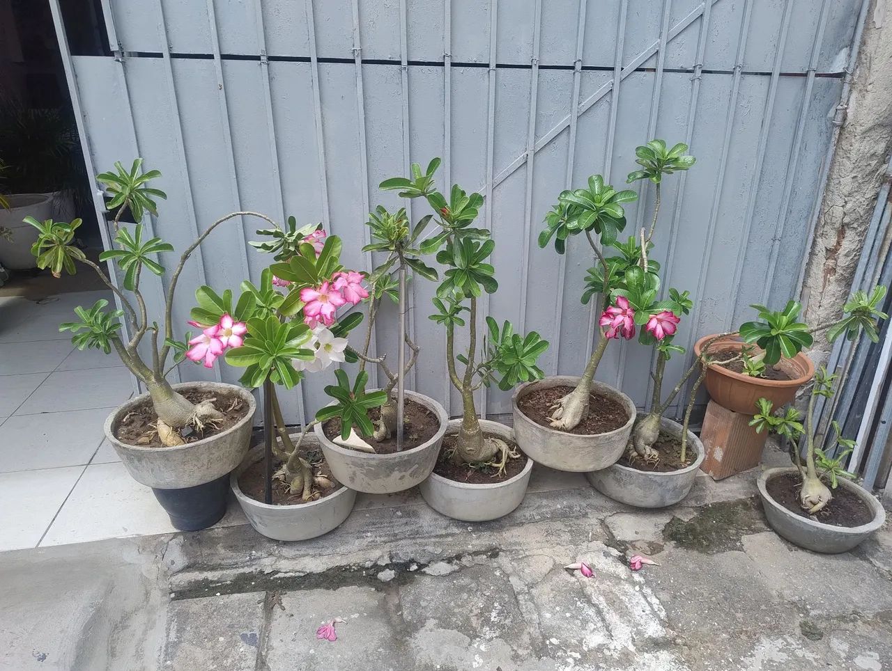Rosas do Deserto 
