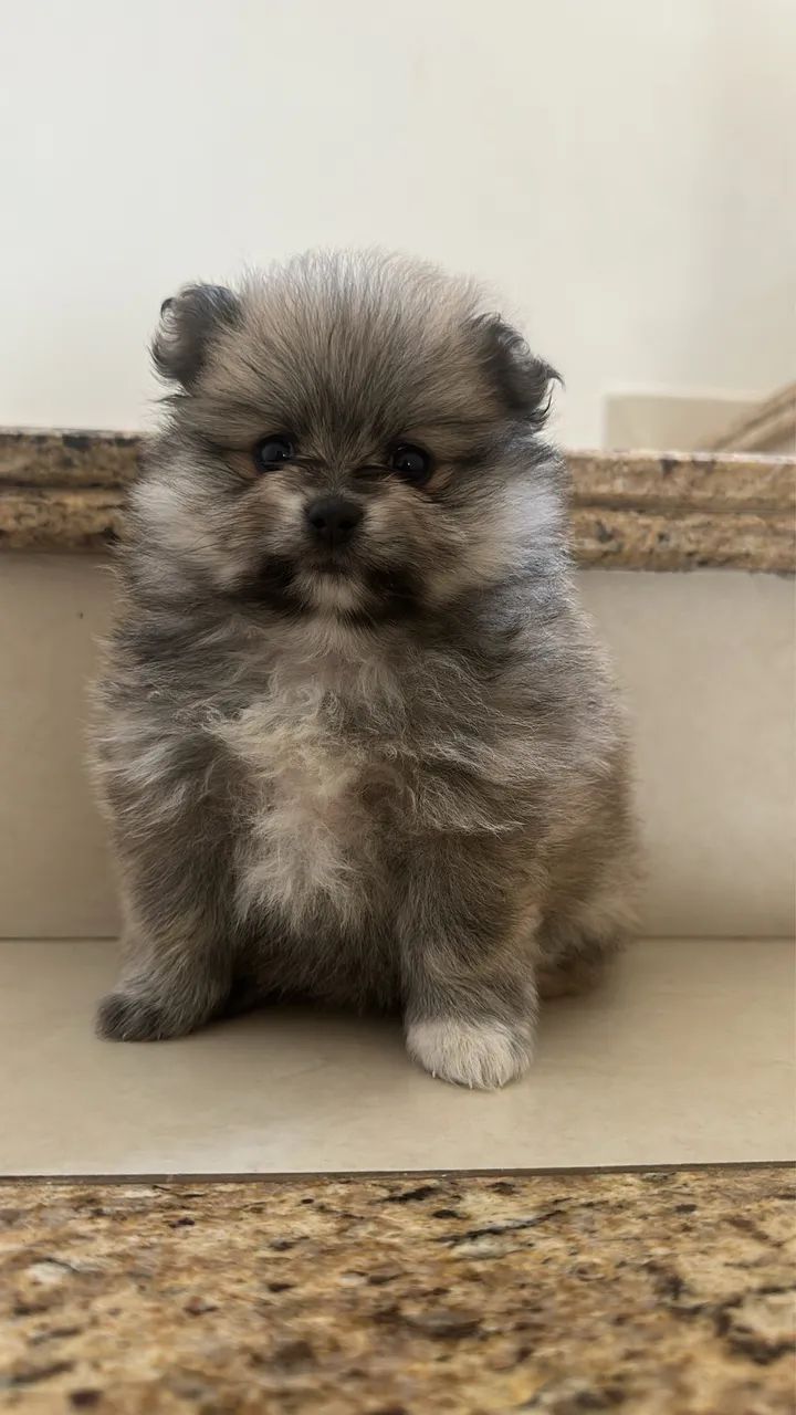 Spitz alemão 