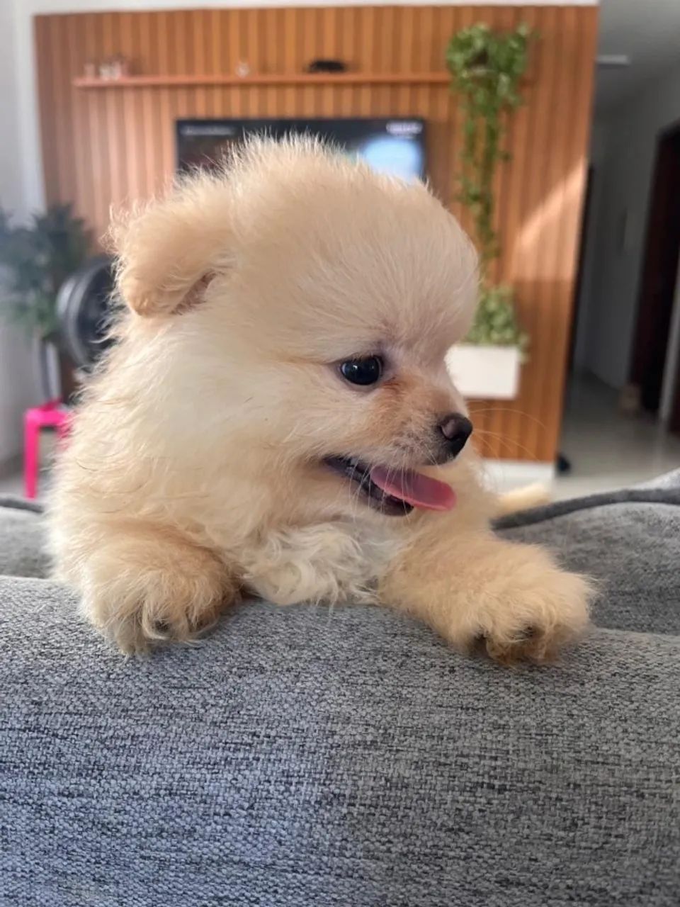 Filhote de Spitz Alemão- Lulu da Pomerânia A partir de 2.500,00 R$ - Foto 5