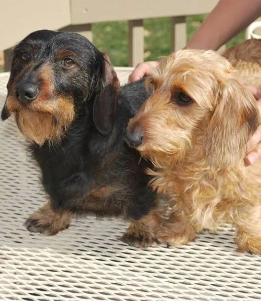 Procuro Dachshund de pelo duro  - Foto 2
