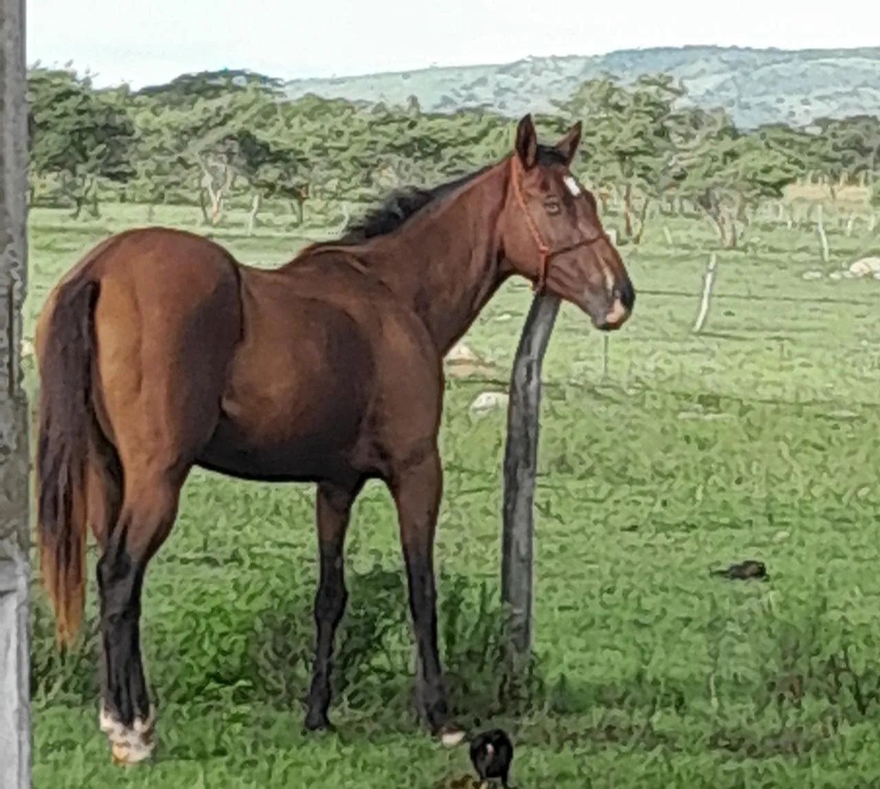 Égua Quarto de milha registrada  - Foto 2