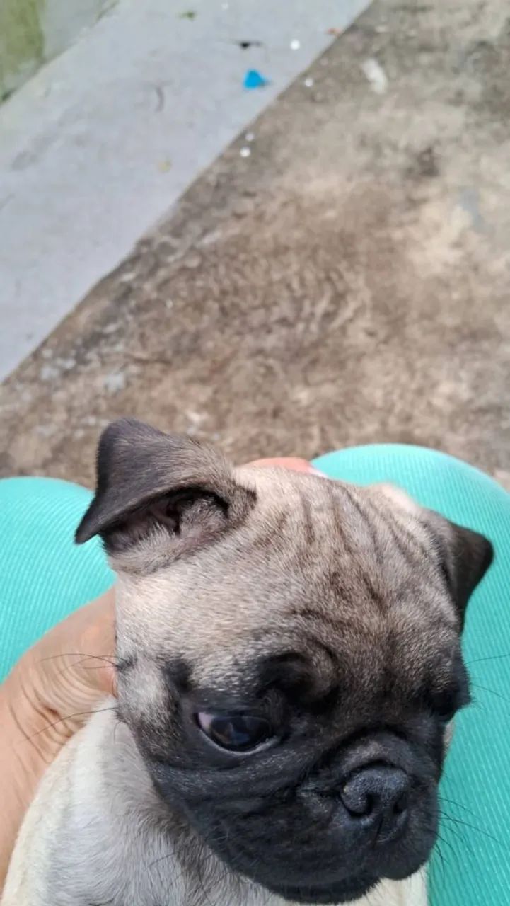 Pug macho - Foto 2