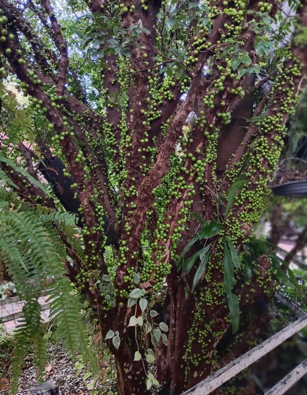 Pés de jabuticabas  - Foto 4