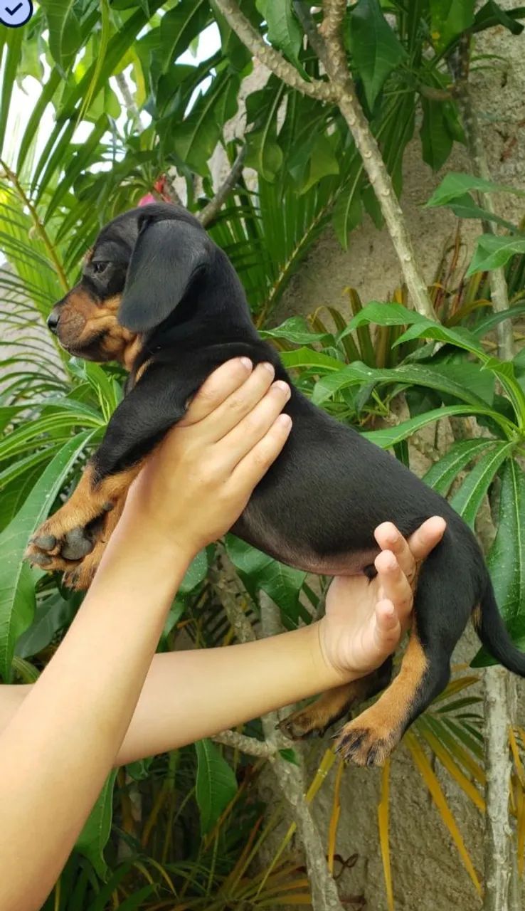 Dachshund salsichinha mine
