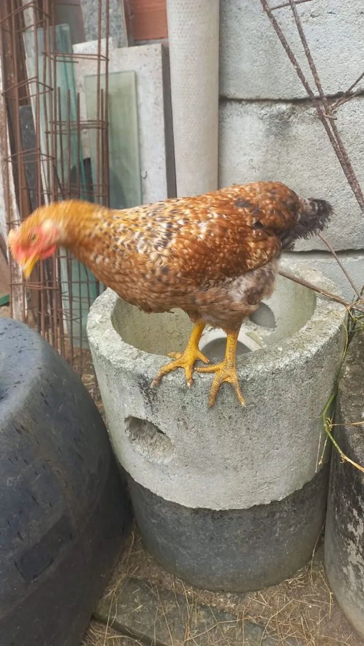 Franga 