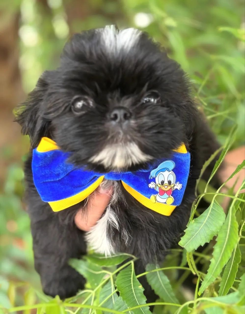 Filhote de shih tzu mini 