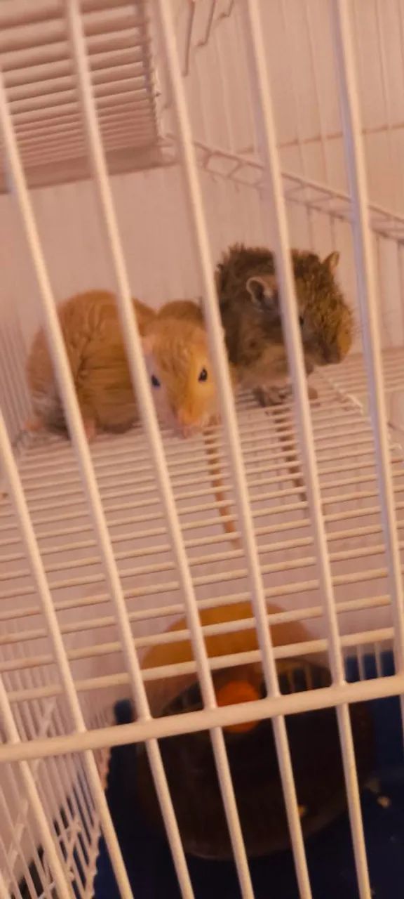 Gerbil497256915251374085
