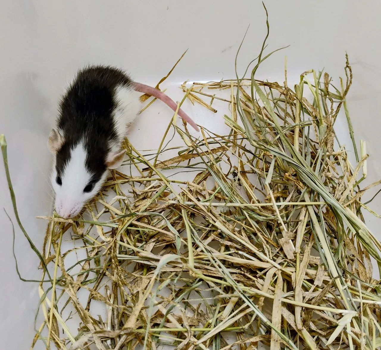 Mercol/ Twister Dumbo  - Foto 3