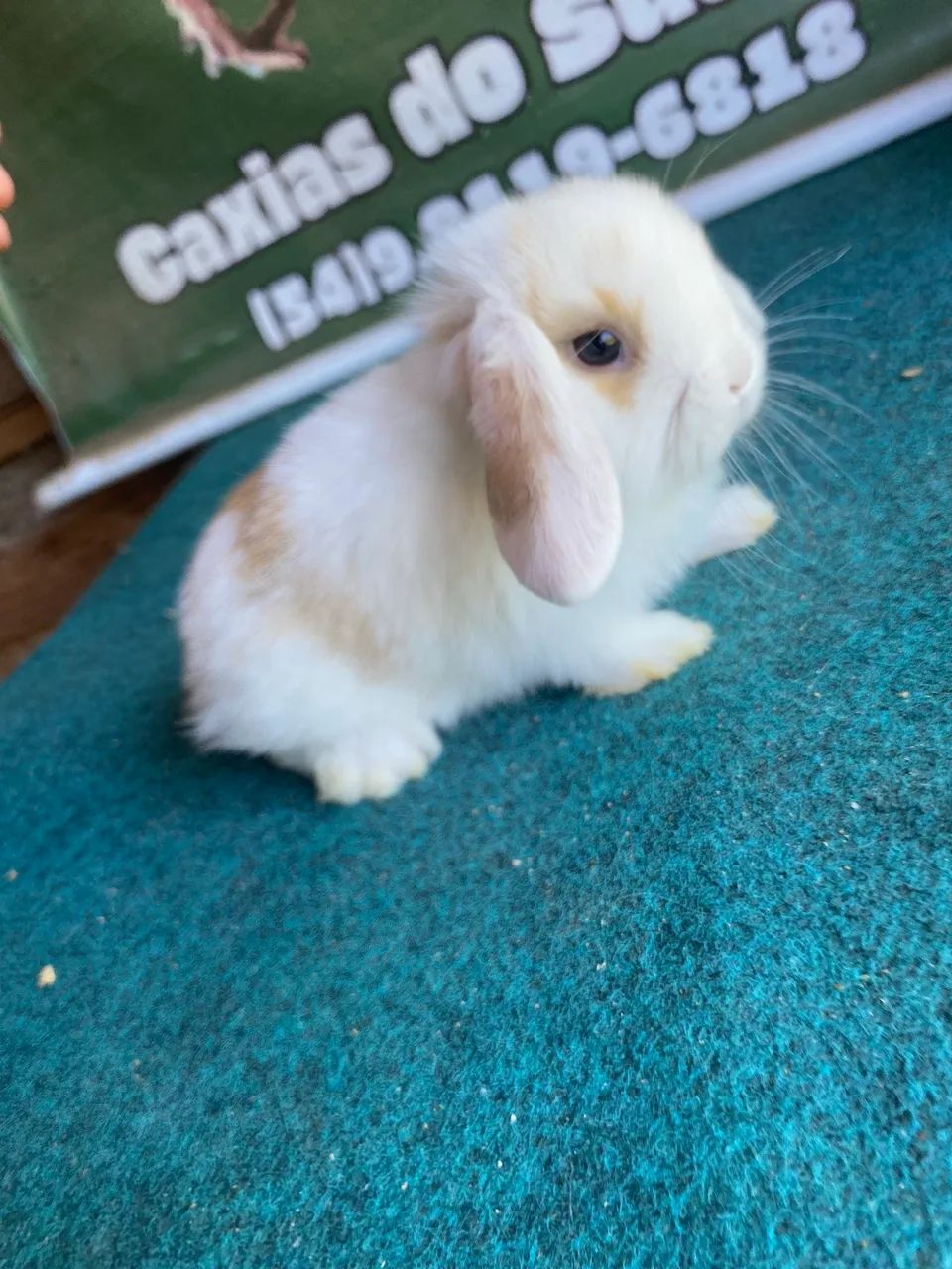 Coelhos mini lop 65048974728578121