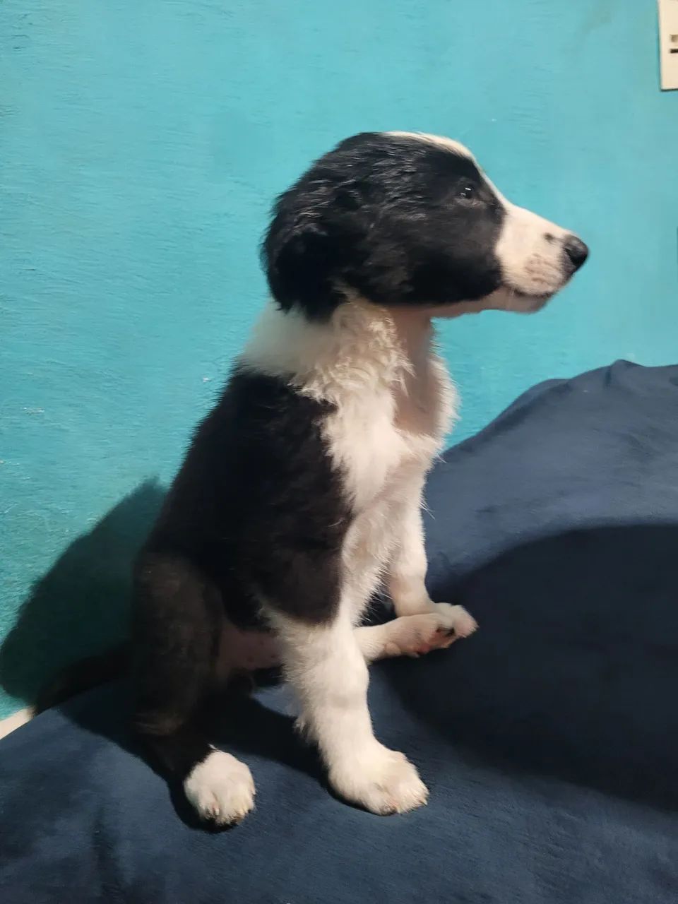 Border collie  - Foto 2