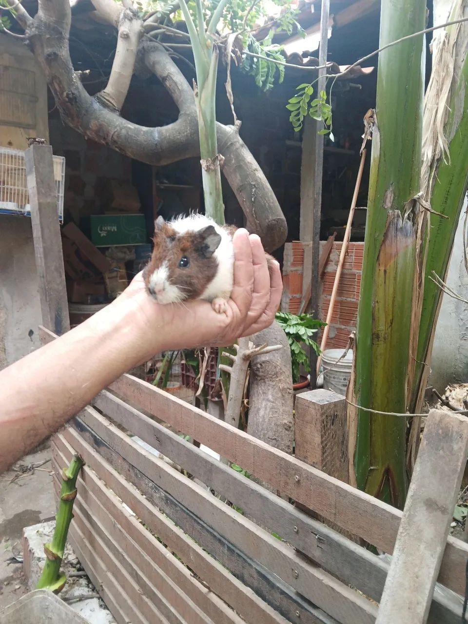Venda ou troca  - Foto 2