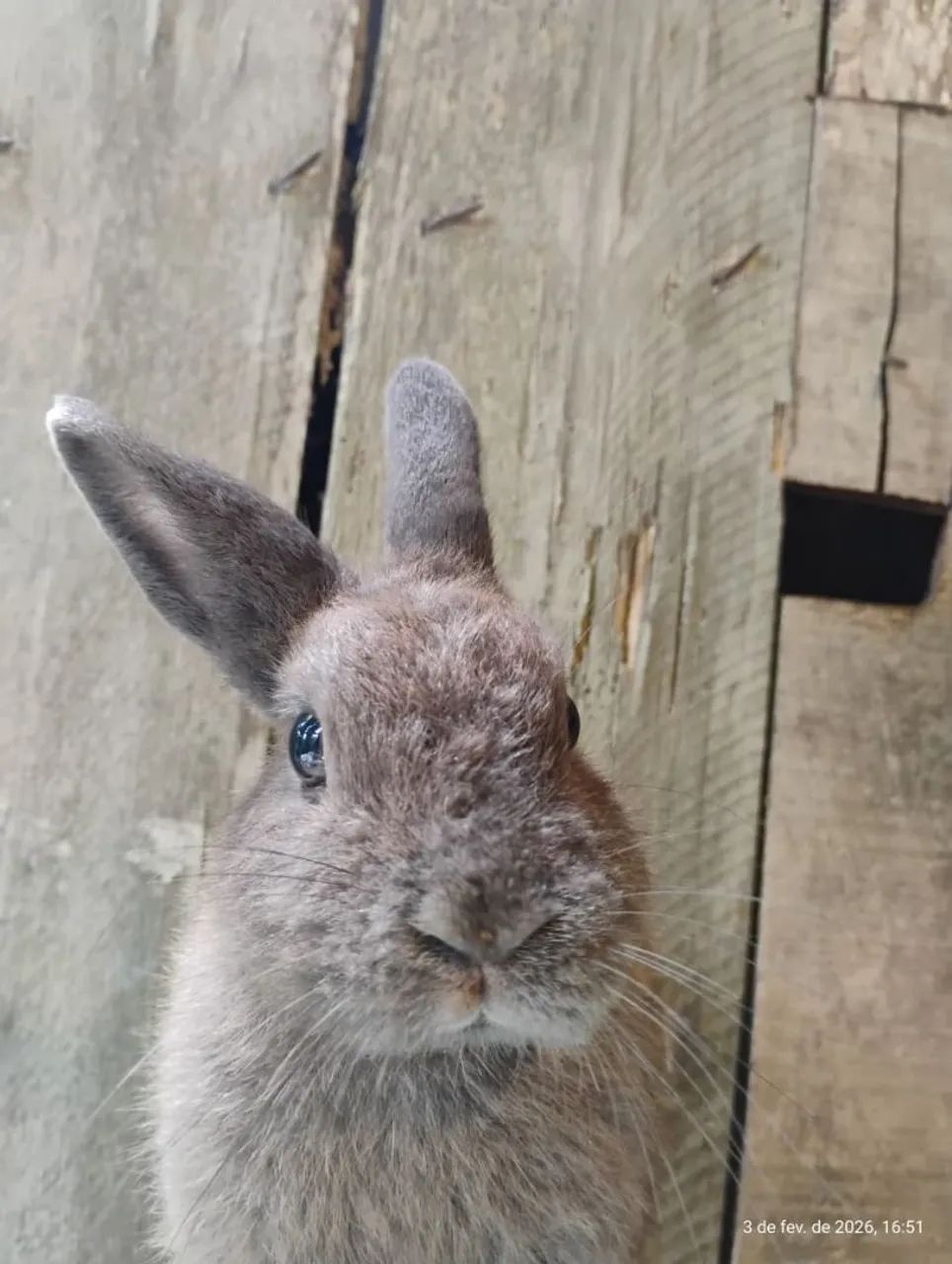 Casal de coelhos anãos - Foto 6