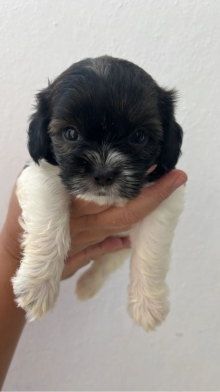 Cachorro - Shitzu  - Foto 3