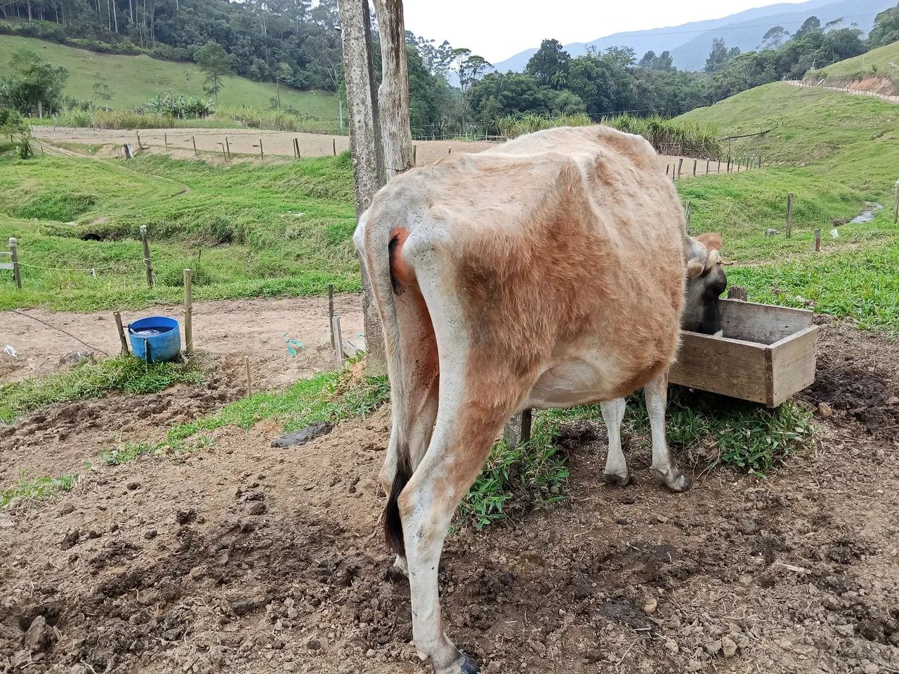 Vaca leiteira  - Foto 4