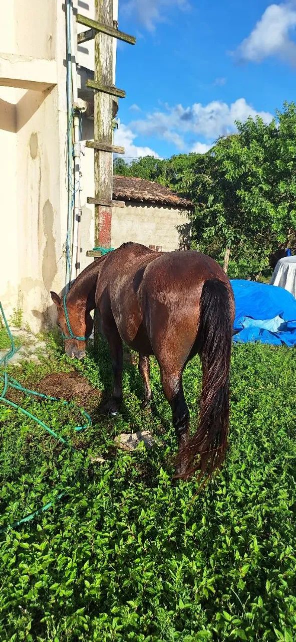 Vendo pônei  - Foto 2