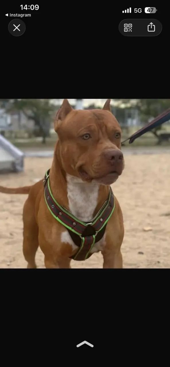Pete's Pit monster
