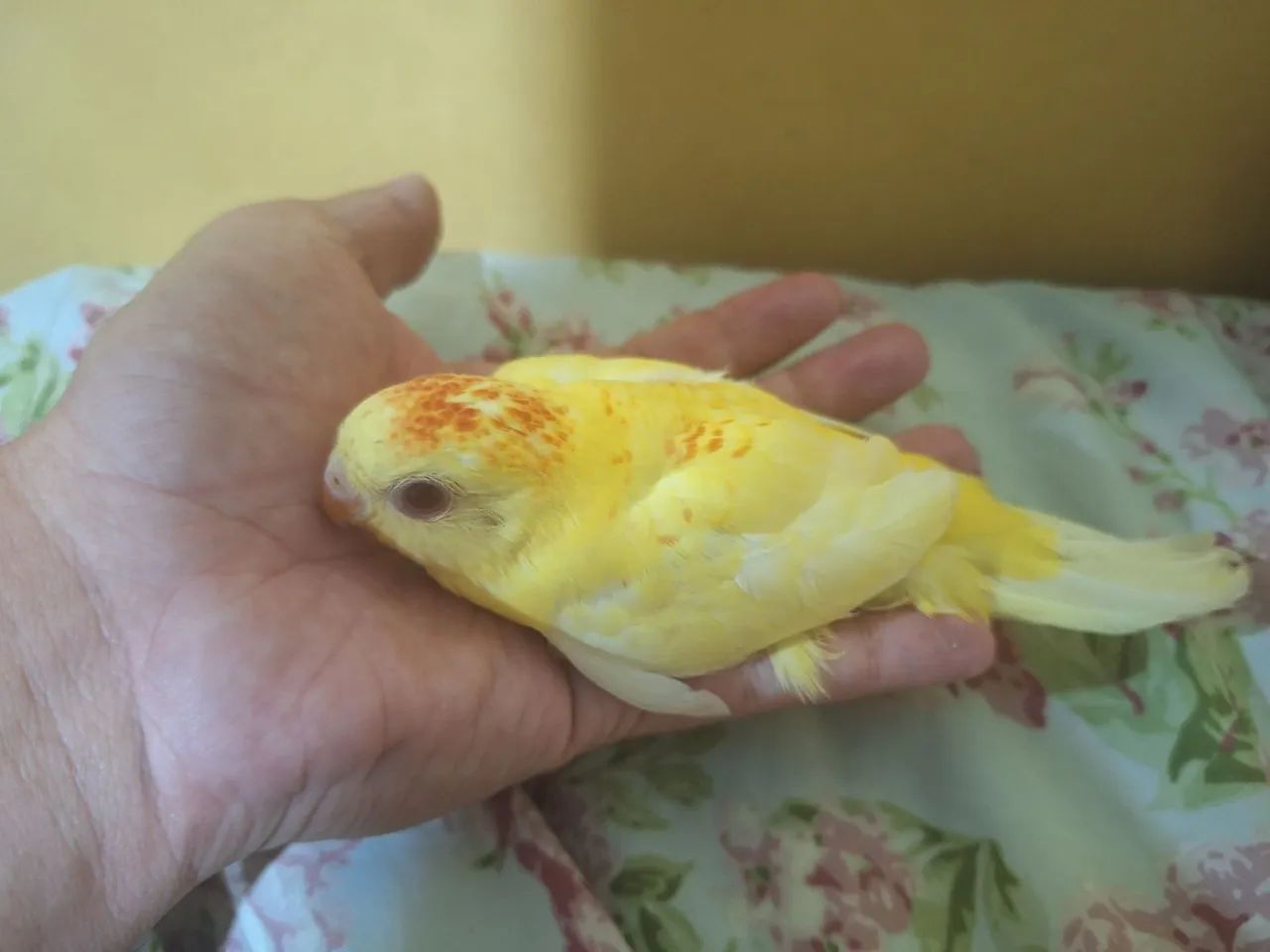 Disponivel - Foto 3