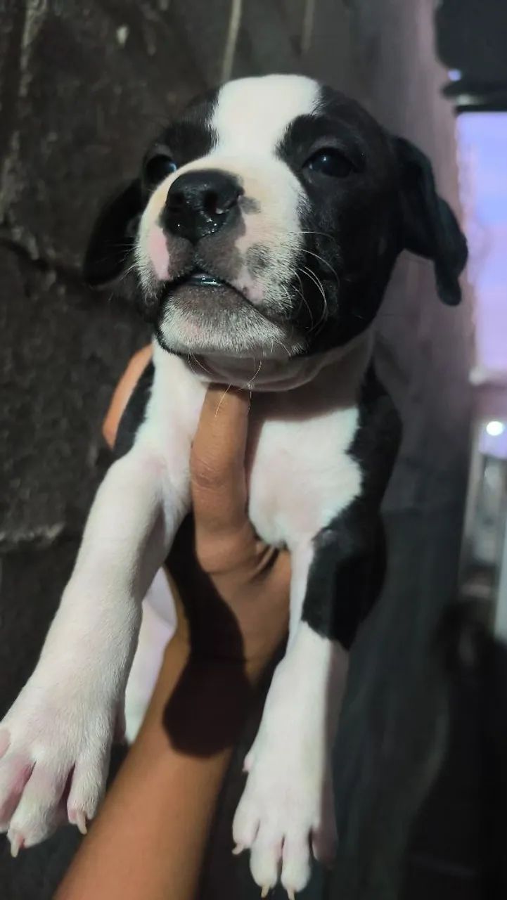 Filhotes de Pit Bull com Pit monster  - Foto 5