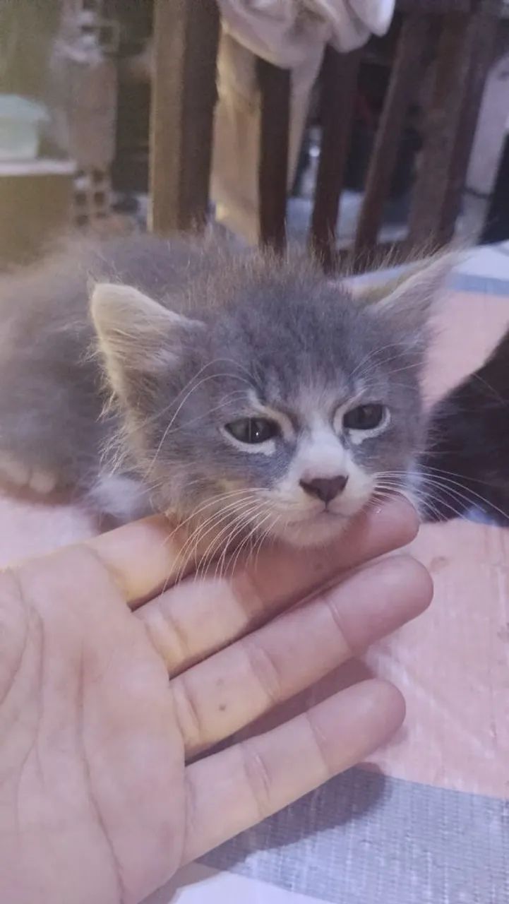 Gato para doação  - Foto 3