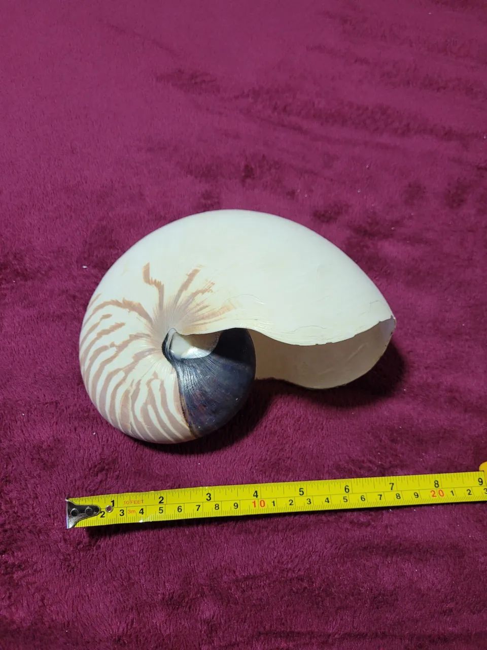 Conchas Nautilus pompilius lista de tigre 