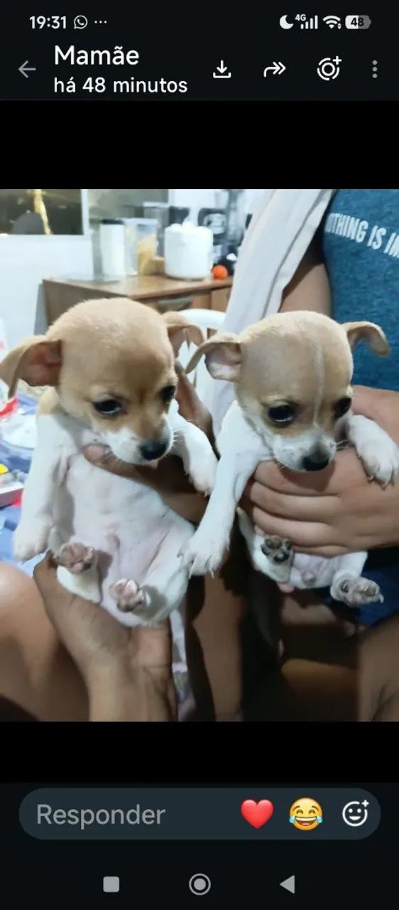 Cachorro pincher  - Foto 3
