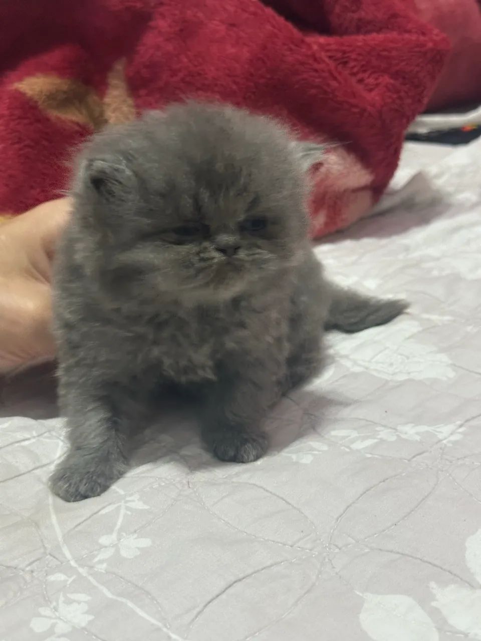 Gato persa  - Foto 2