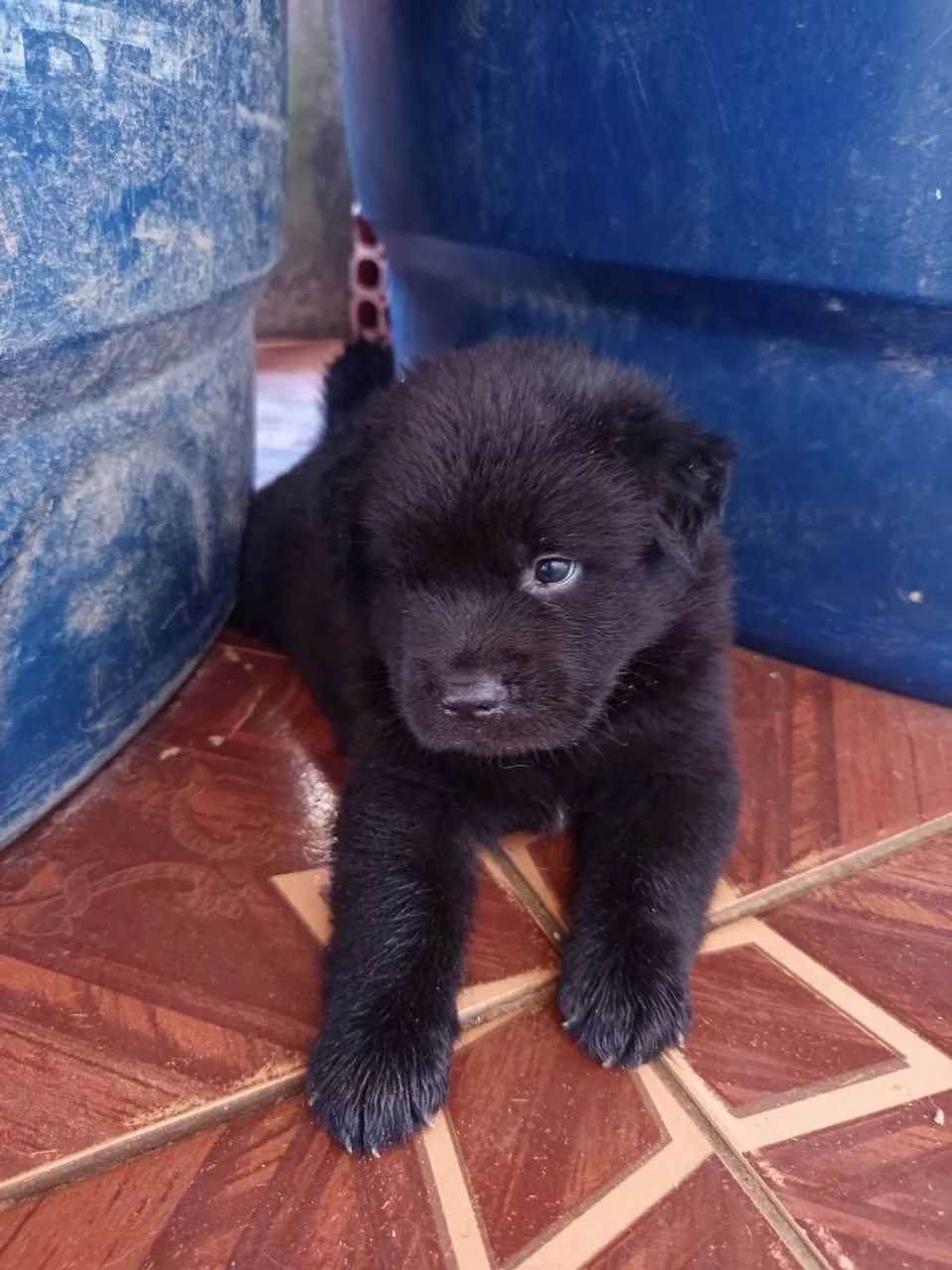 Filhotes de Chowchow  - Foto 3