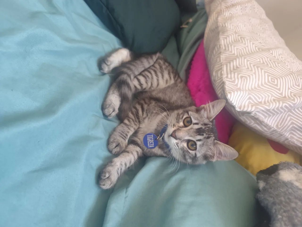 DOAÇÃO DE GATA - Foto 2