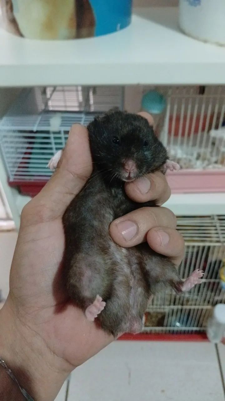 Hamster sirios  - Foto 4