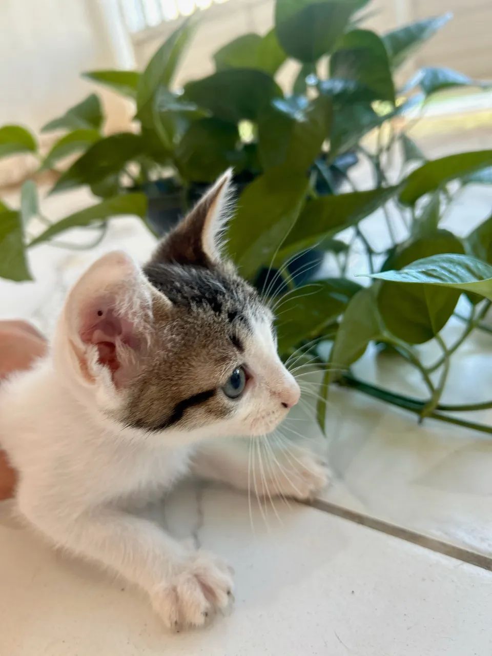 gatinha para adoção responsável 