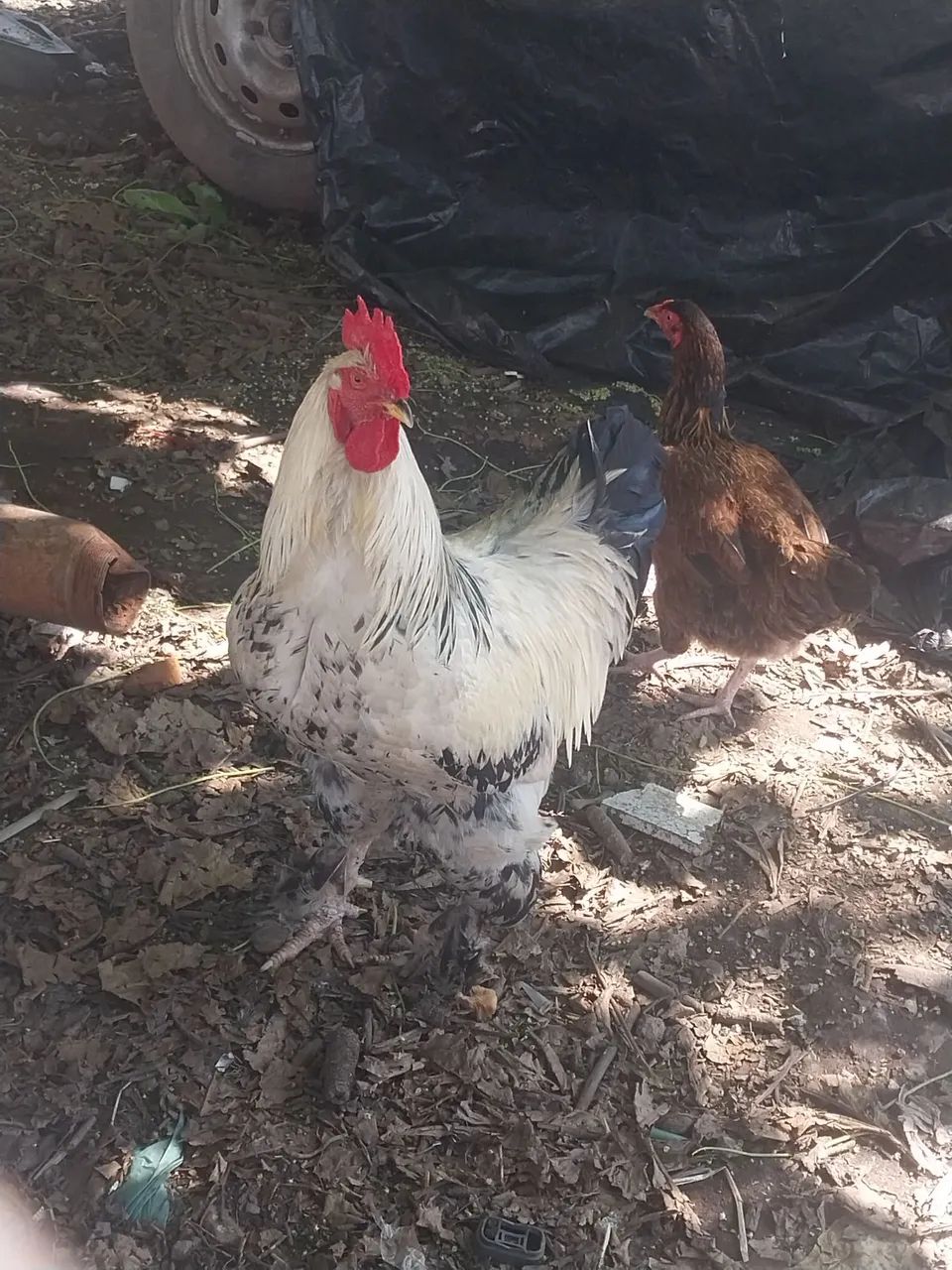 Galo Brahma  - Foto 2