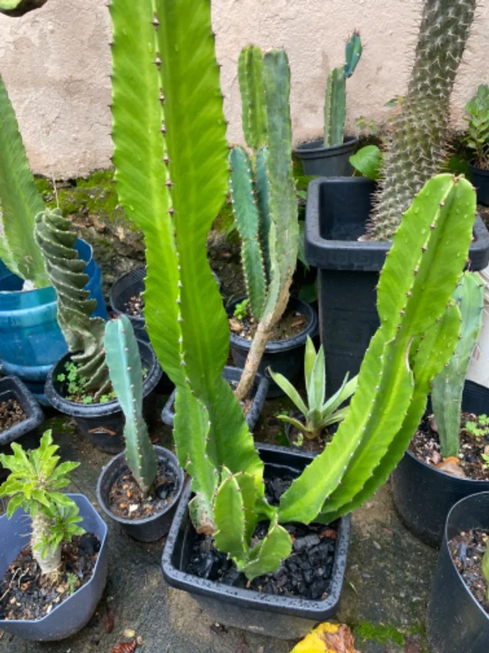 Cactos a venda - Foto 2