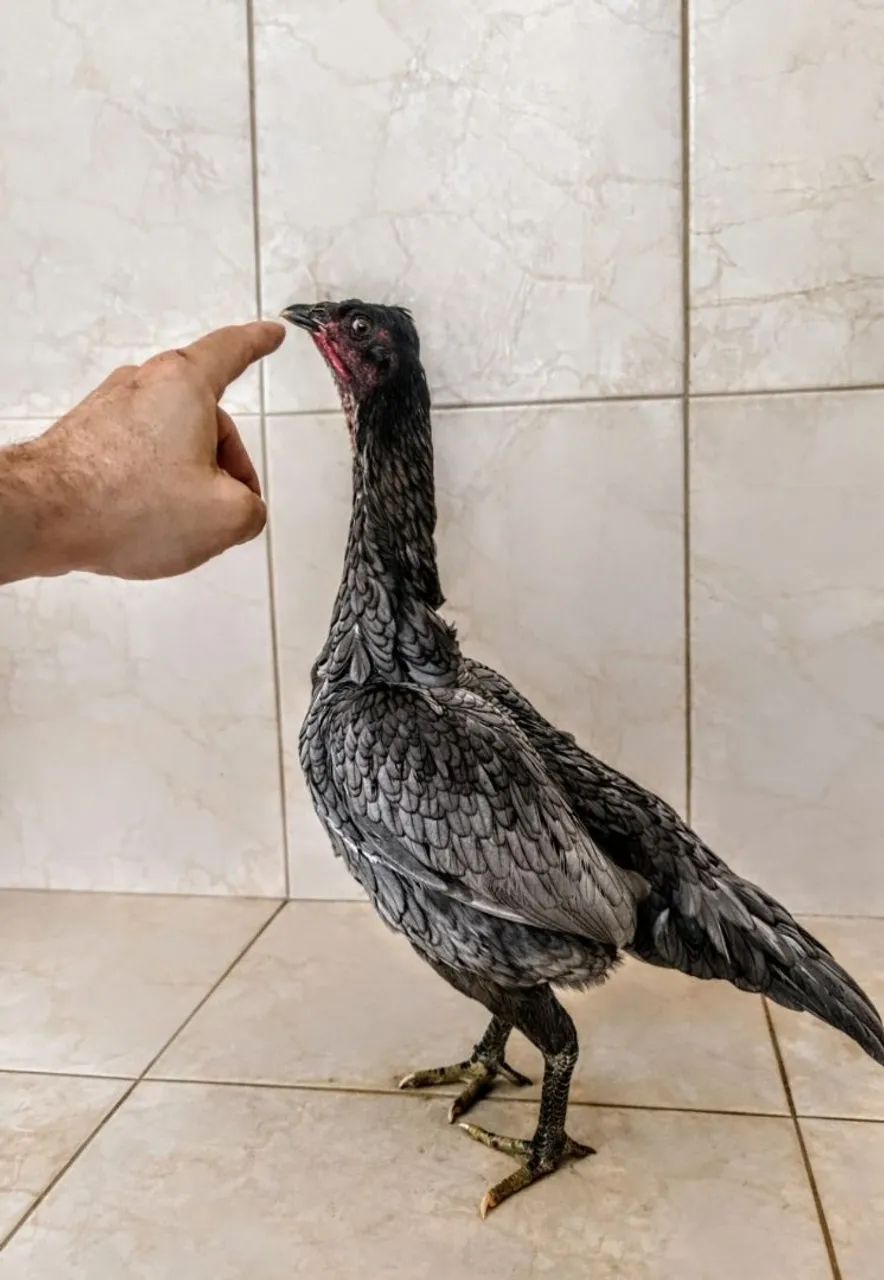 Galinhas tailandesas com ganoi