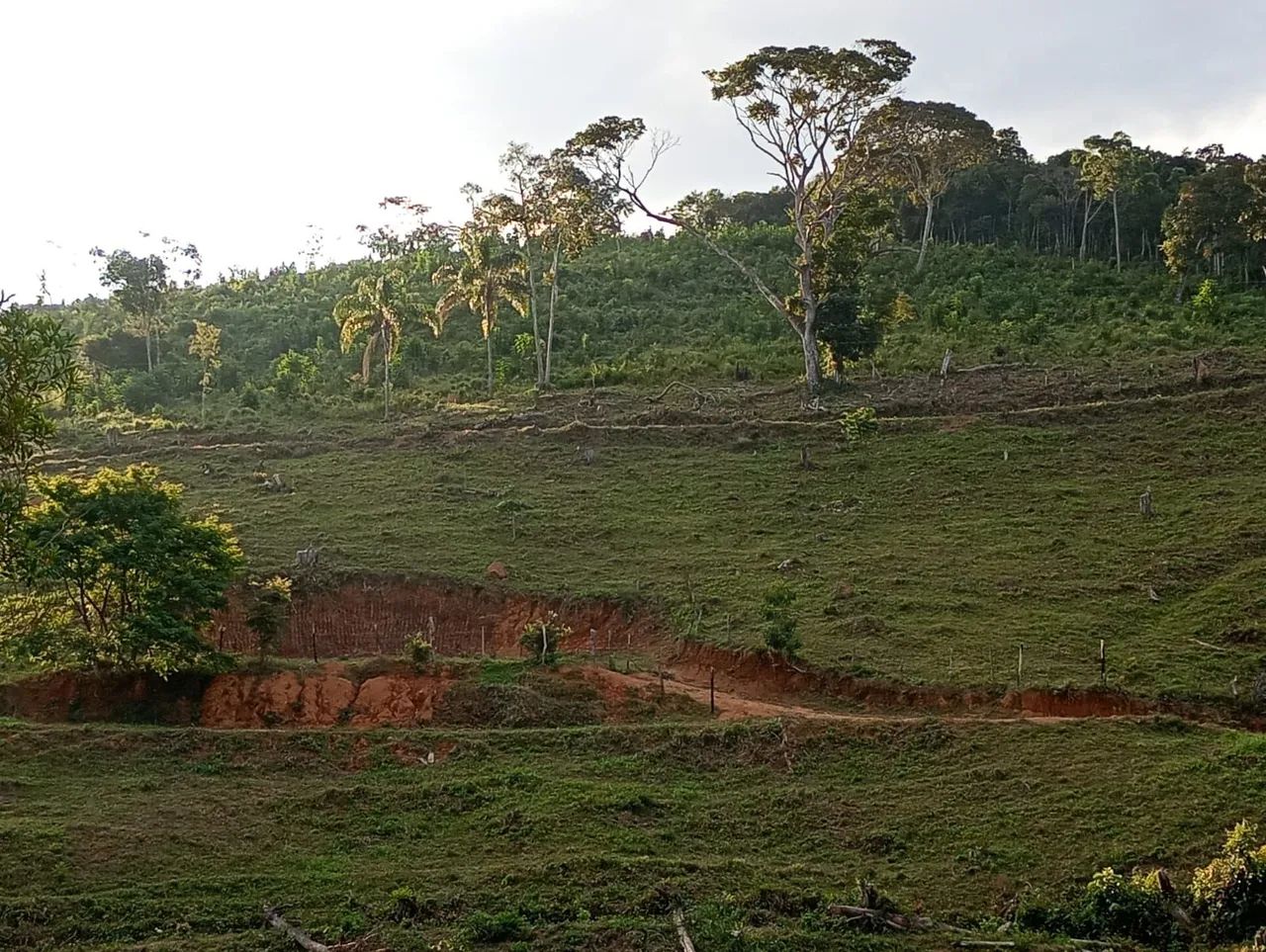 Terreno com pastagem 