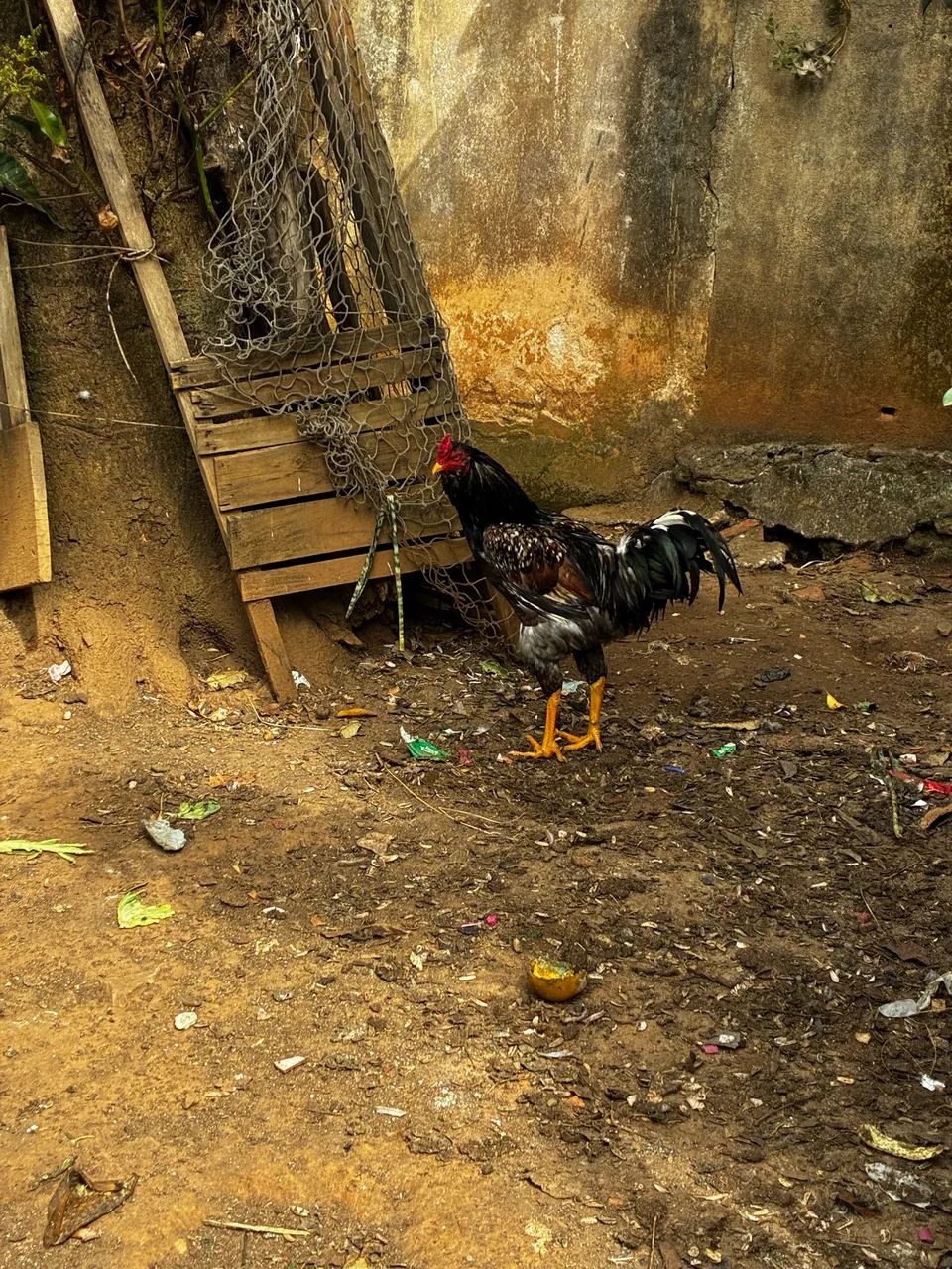 Galinhas e galo - Foto 4