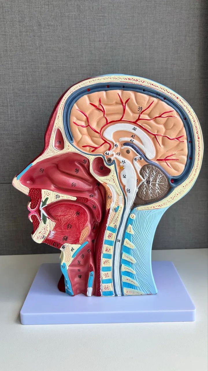 Cabeça peça anatômica  - Foto 2