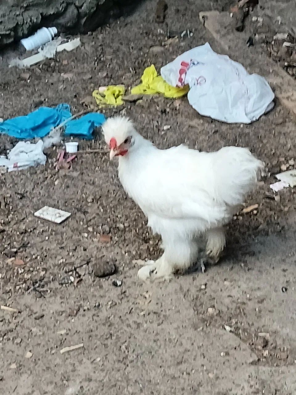 Frango  - Foto 2