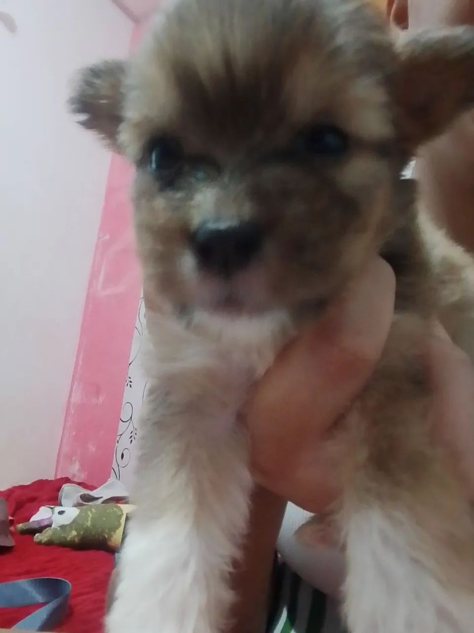  Cachorro chitz com  misturado  - Foto 3