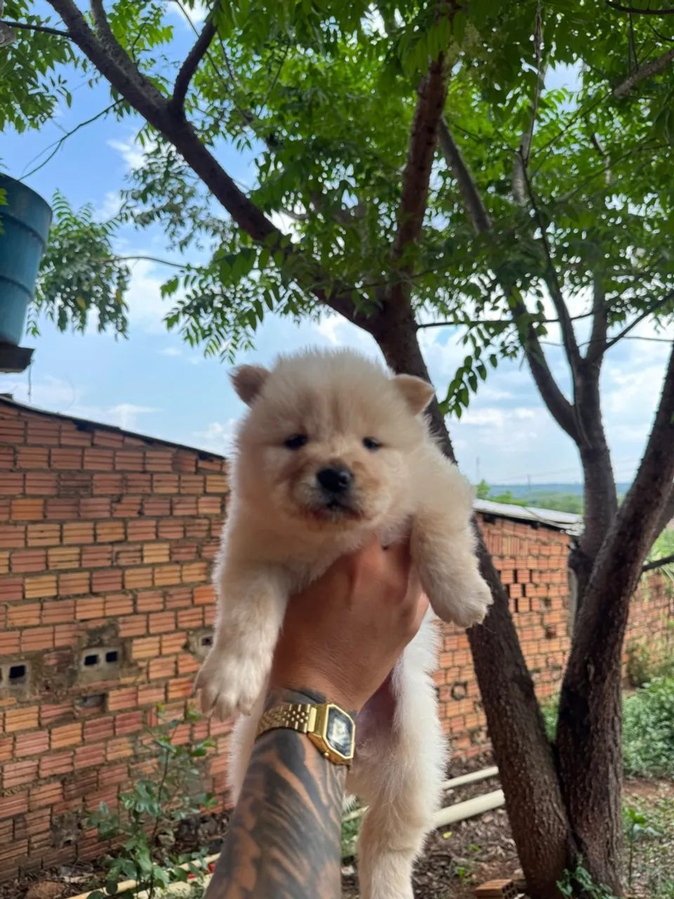 Filhote de chow chow - Foto 5