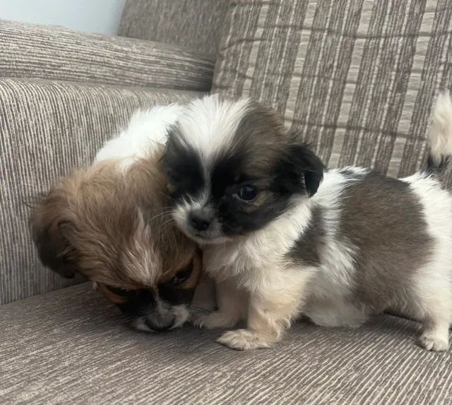 Cachorro Pequines - Foto 4