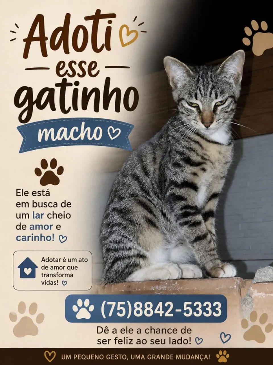 Gatinho para adoção