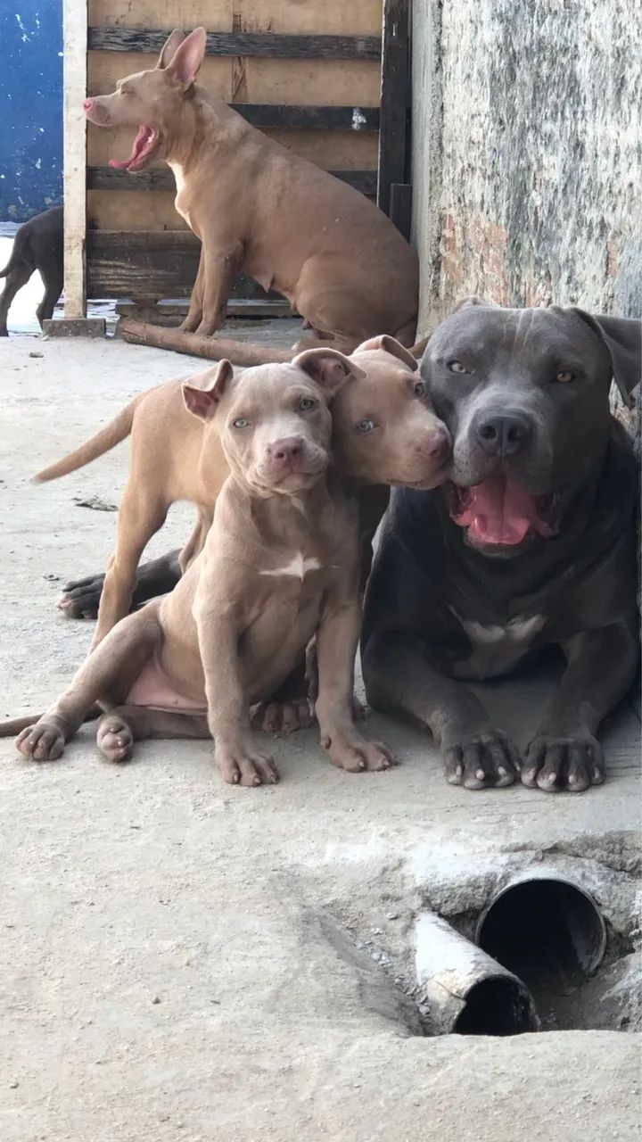 Pitbull PITMONSTER  - Foto 2